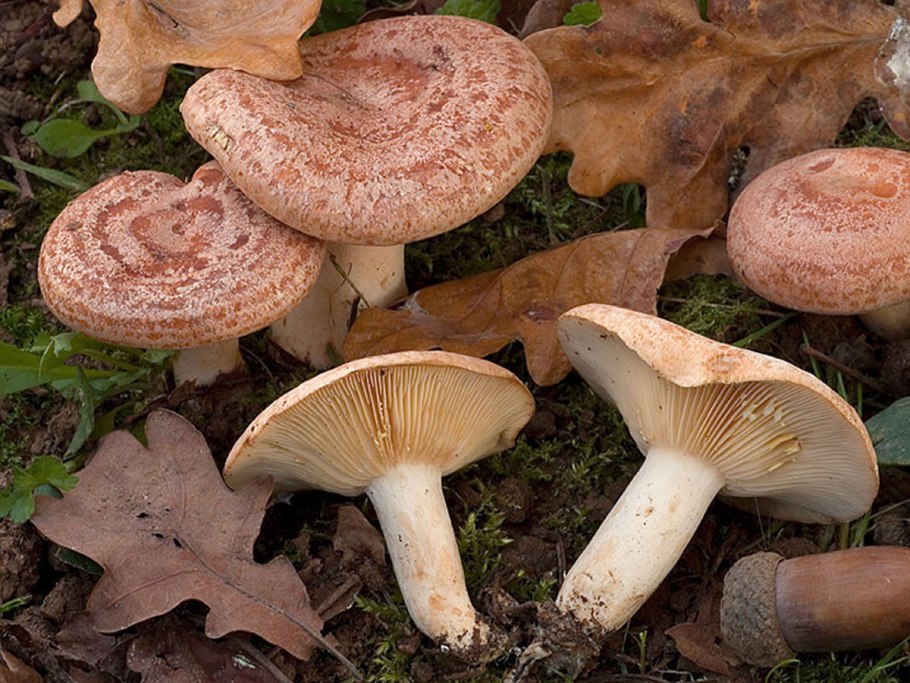 Груздь Крымский