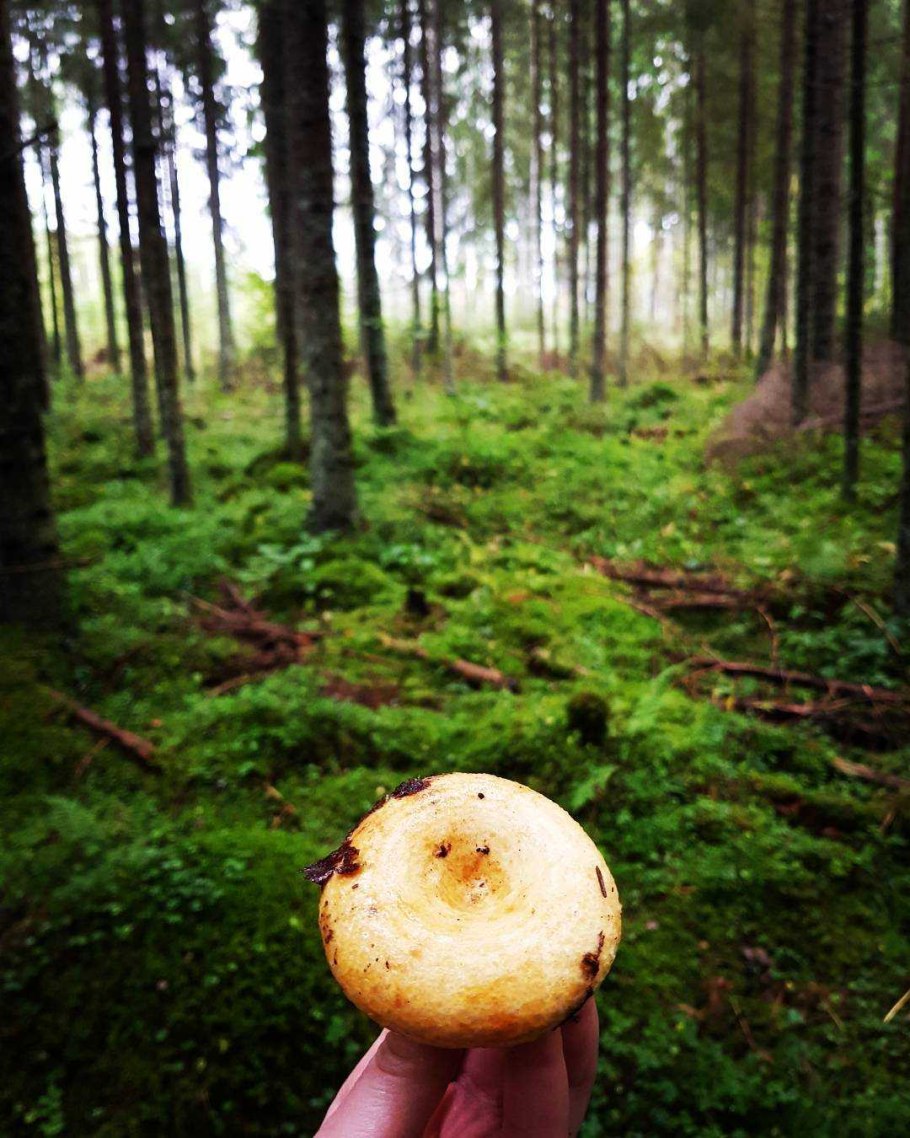 Груздь бахромистый Lactarius citriolens