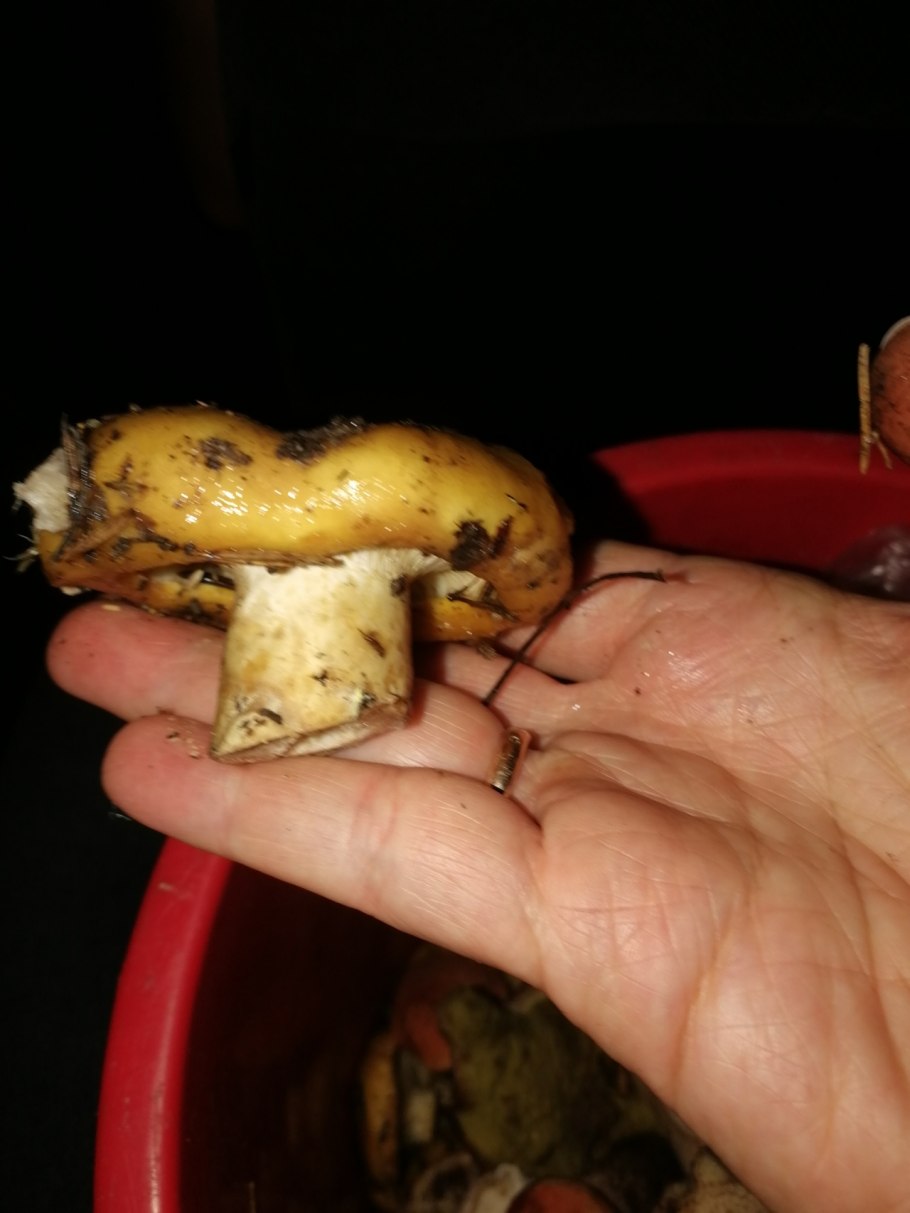 Грузди Сибирские