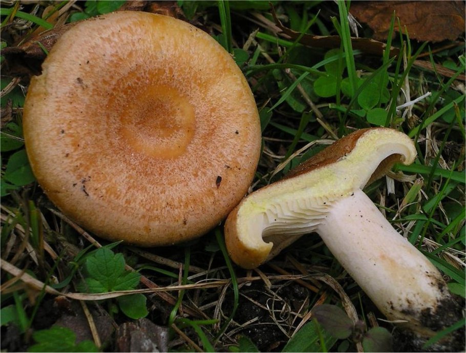 Млечник золотистый