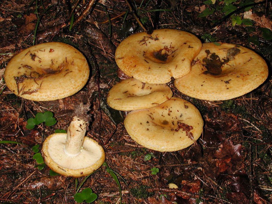 Груздь жёлтый Lactarius scrobiculatus