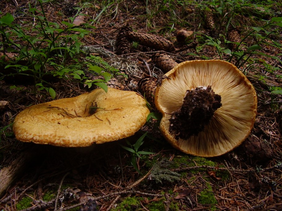 Lactarius chrysorrheus