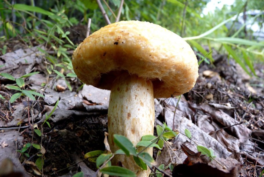 Груздь жёлтый Lactarius scrobiculatus