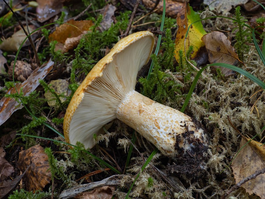 Гриб желтый груздь