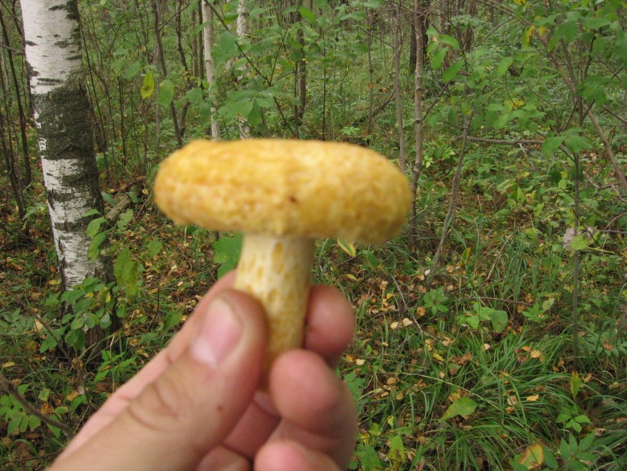 Млечный груздь