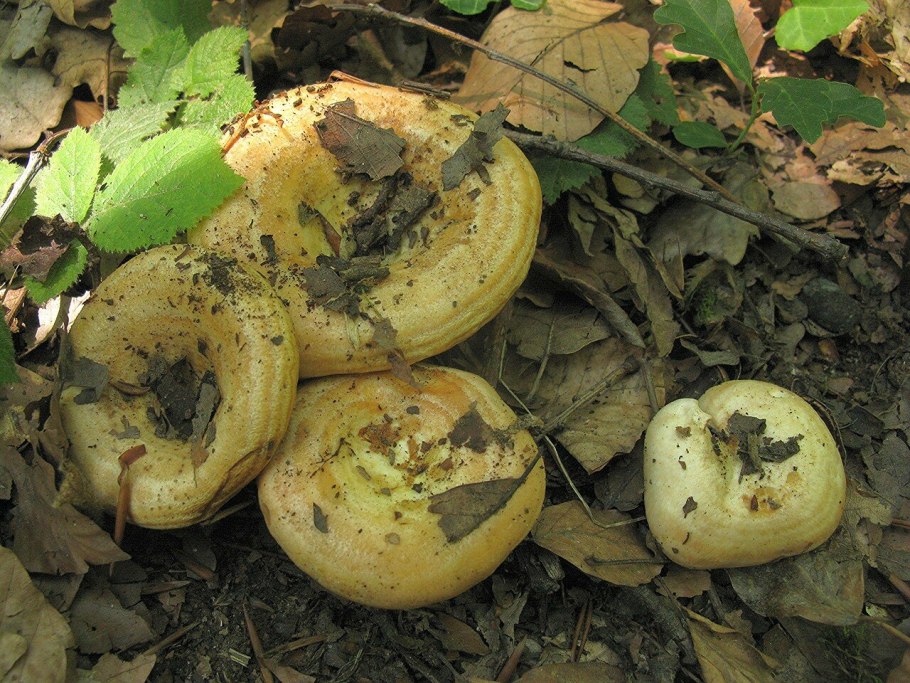 Груздь синеющий (Lactarius repraesentaneus)