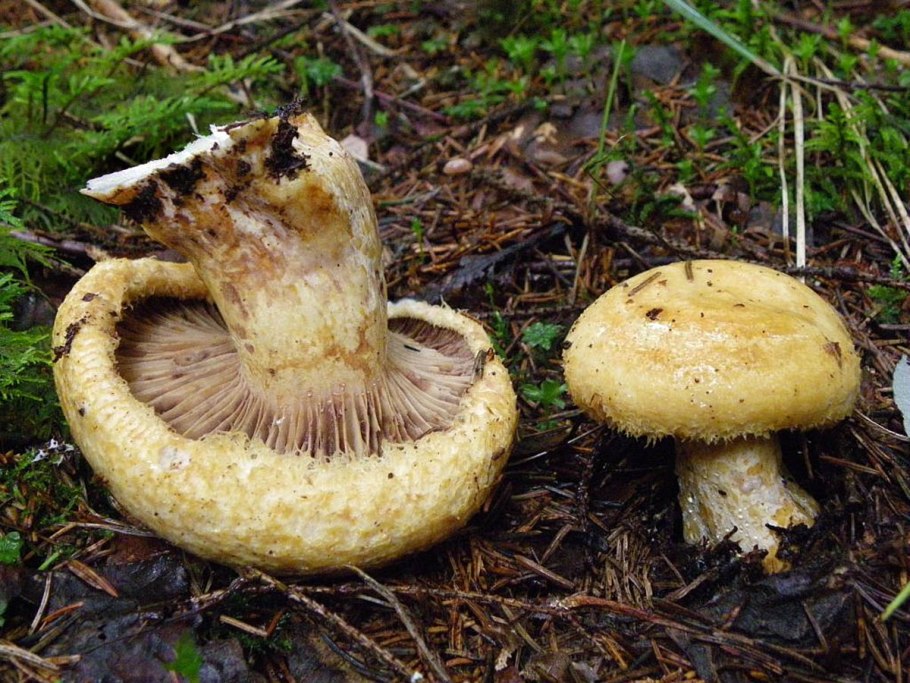 Груздь дубовый Lactarius insulsus