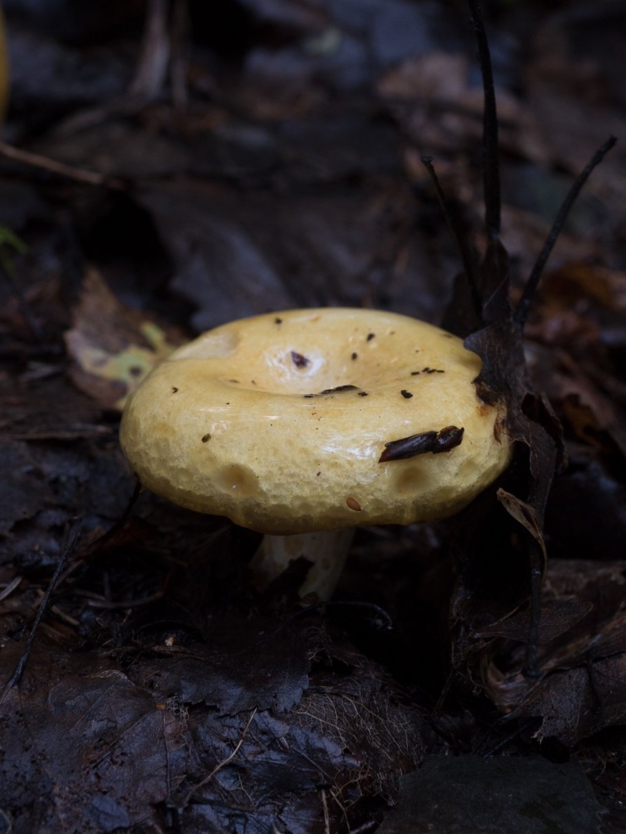 Пластинчатые грибы грузди