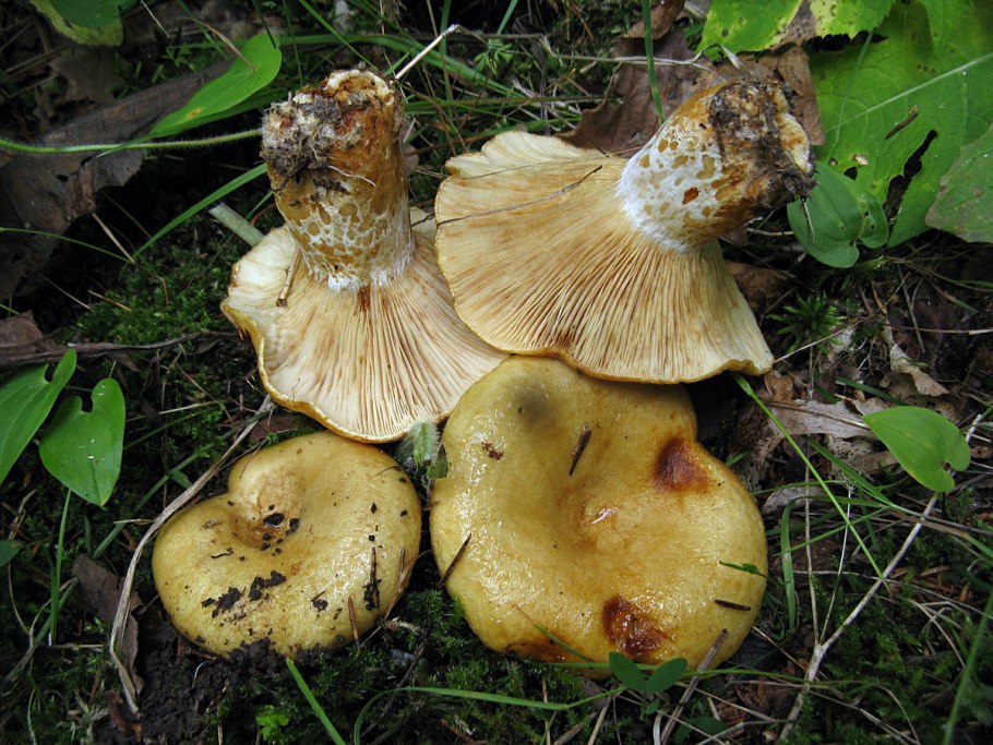 Груздь жёлтый Lactarius scrobiculatus