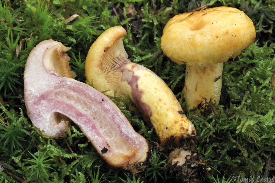 Груздь желтый Колыма