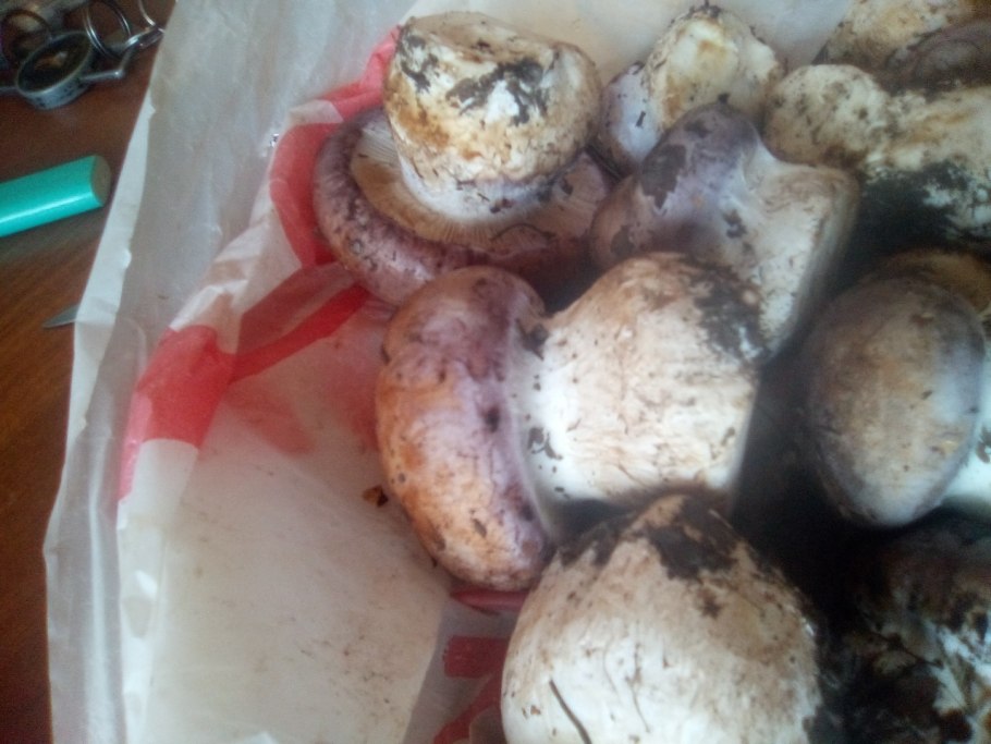 Гриб паутинник с толстой ножкой