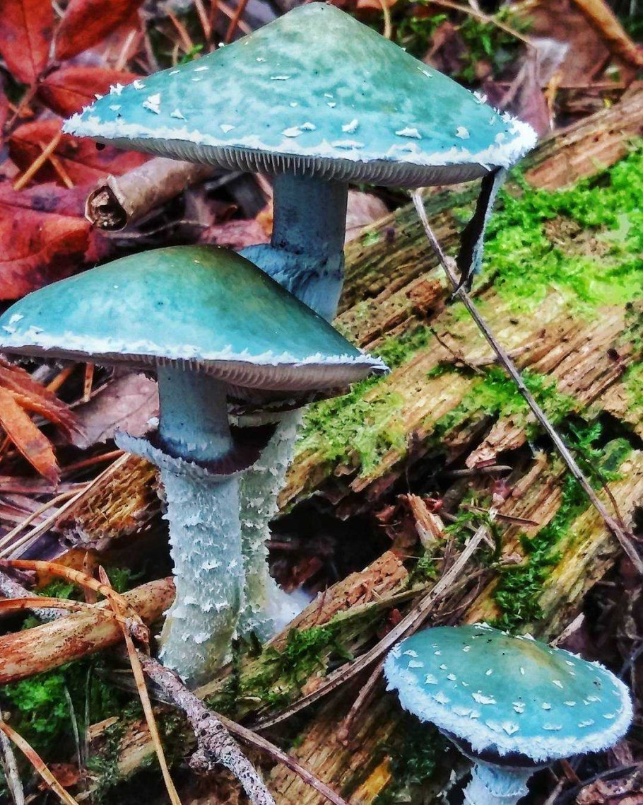 Строфария небесно-синяя Stropharia caerulea