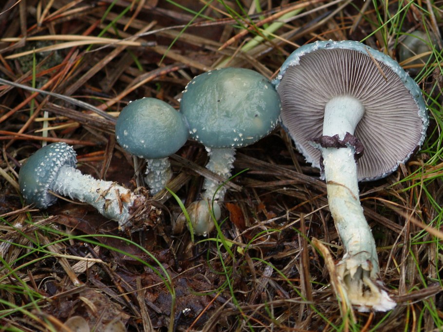 Строфария сине зеленая съедобный гриб
