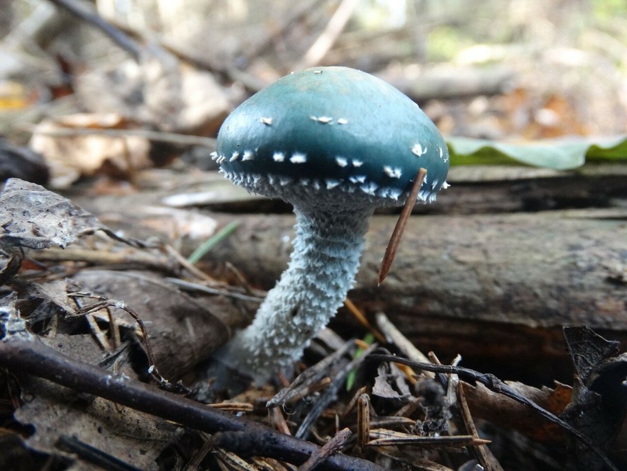 Строфария небесно-синяя Stropharia