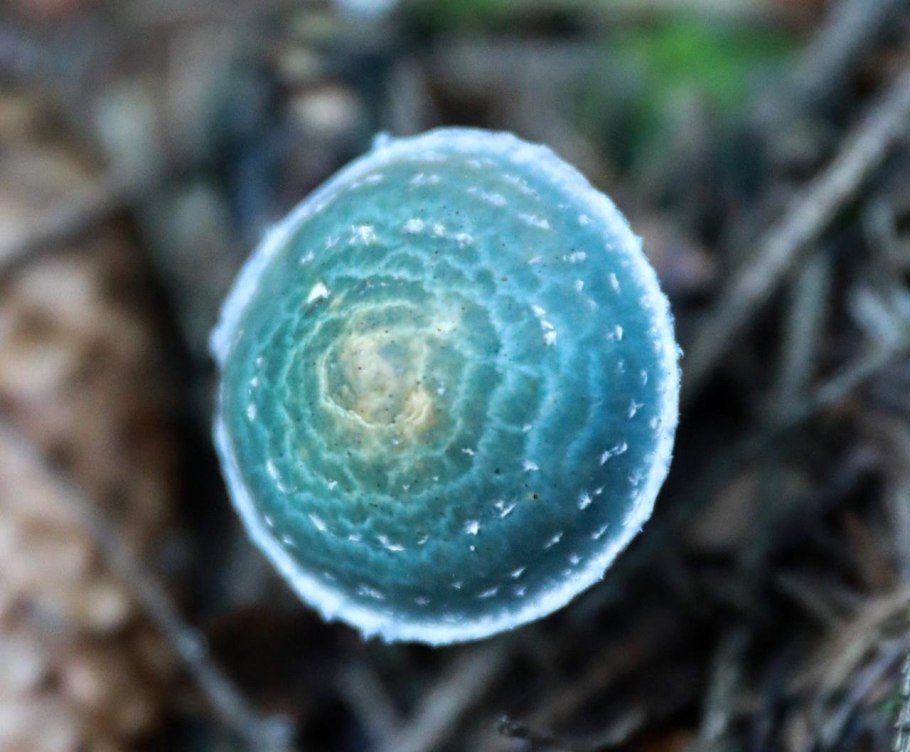 Строфария поганка