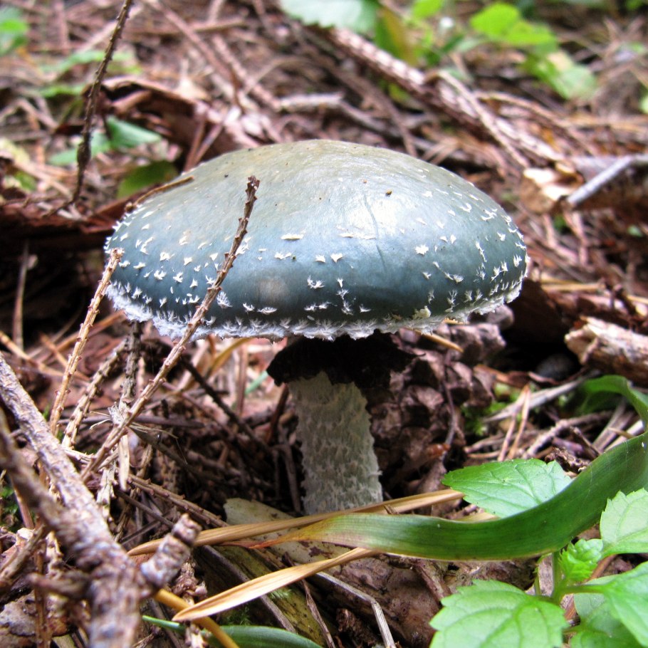 Строфария поганка