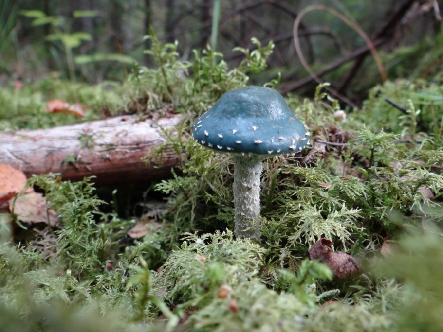 Строфария золотистая