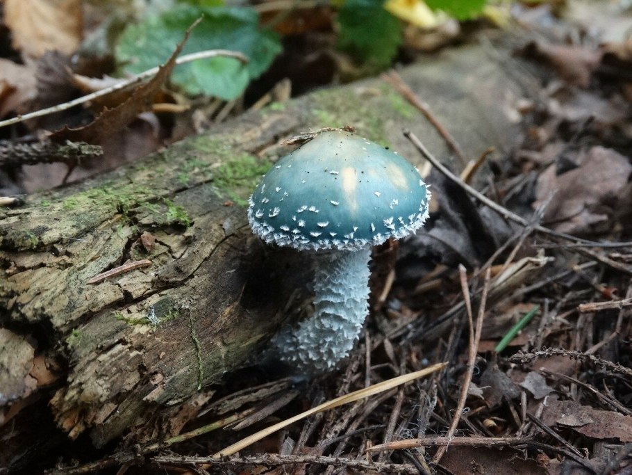 Строфария аэругиноза