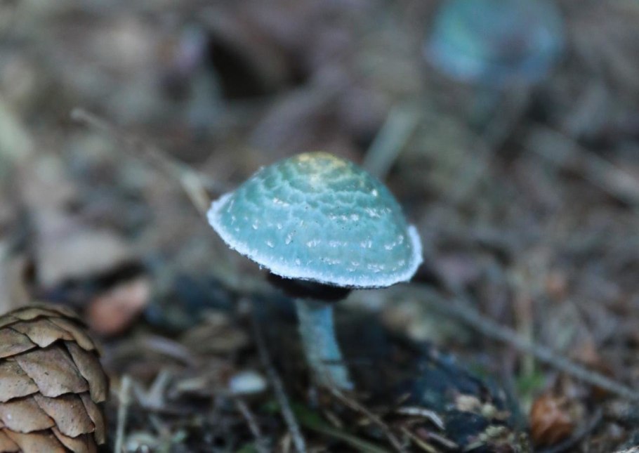 Стрефария синезеленая