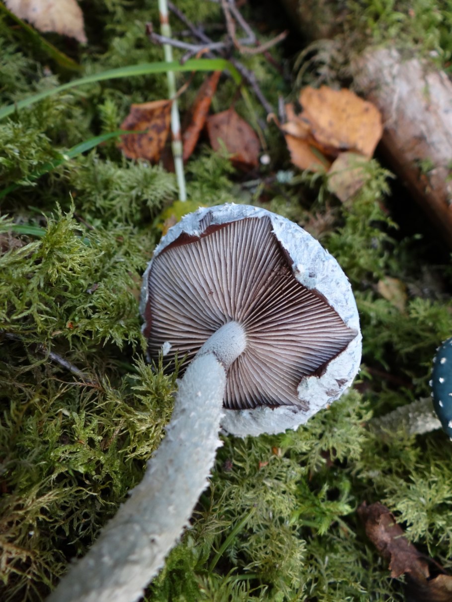 Строфания синезельная