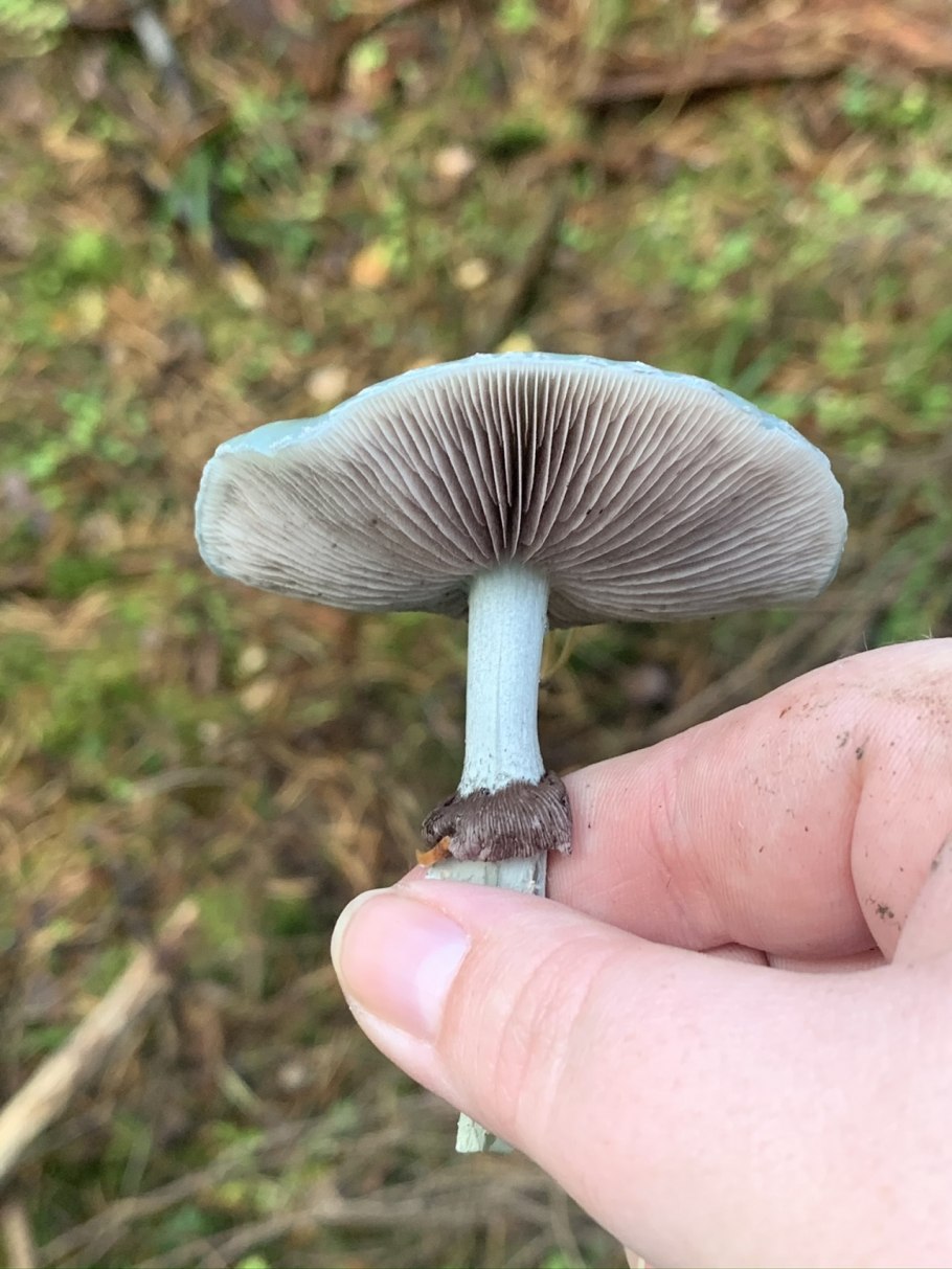 Chlorociboria aeruginascens