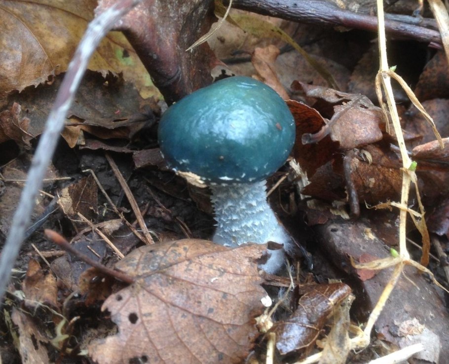 Голубой гриб Entoloma hochstetteri