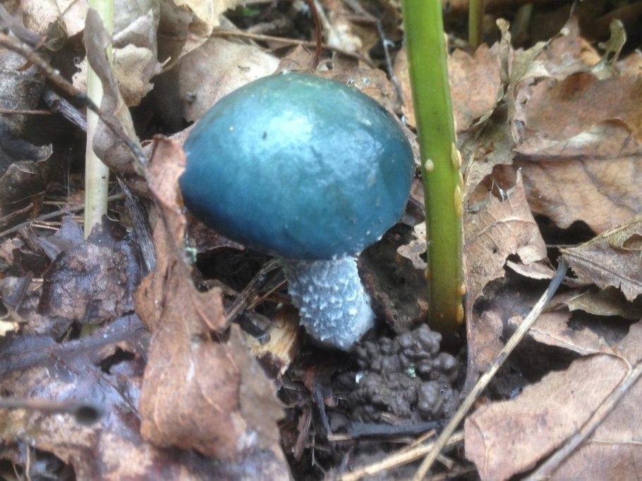 Тройшлинг ярь-медянковый