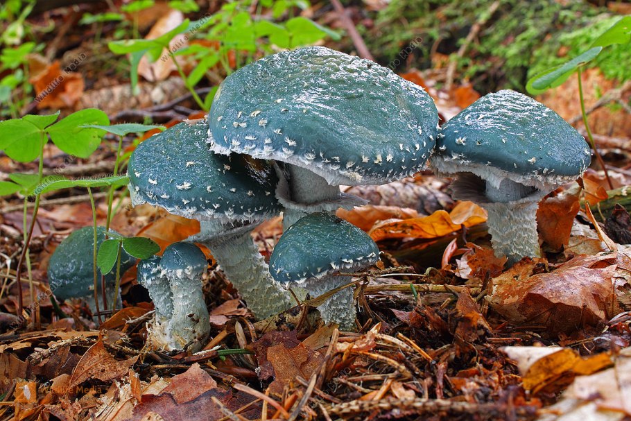 Строфария аэругиноза