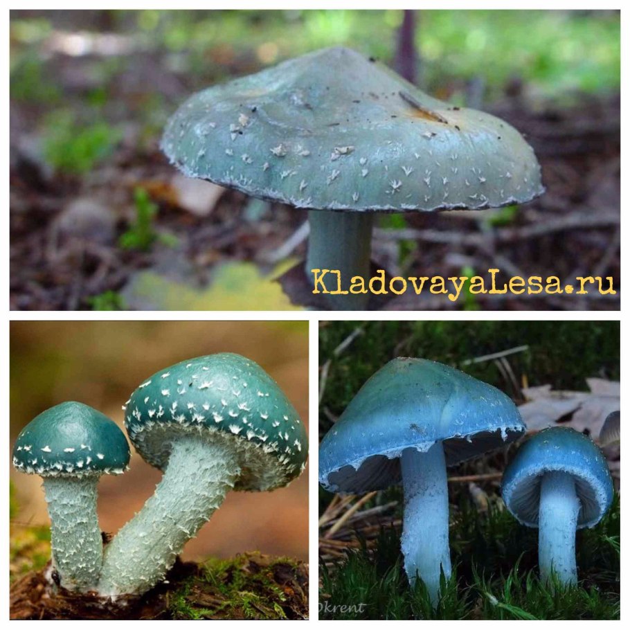 Chlorociboria aeruginascens