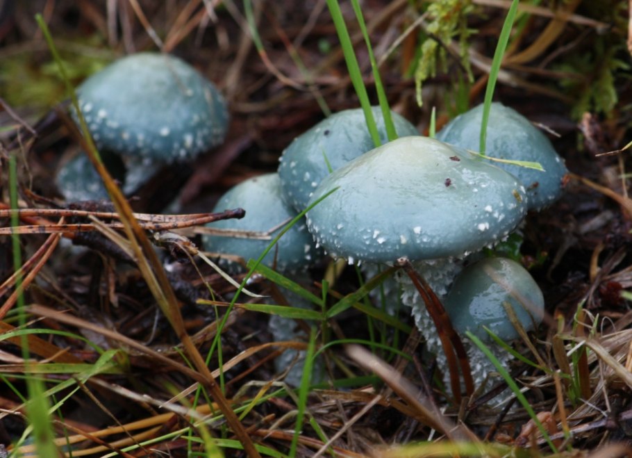 Гриб строфария сине-зеленая