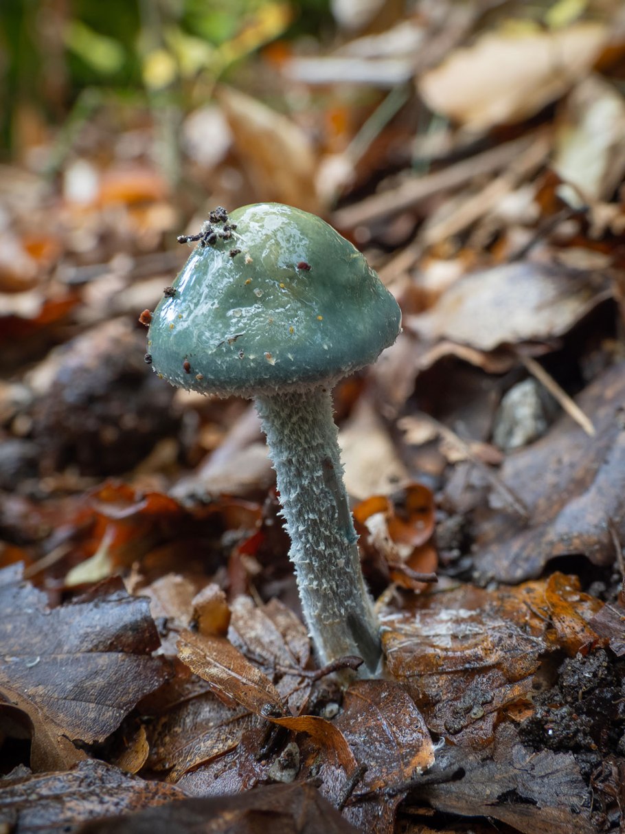 Тройшлинг ярь-медянковый