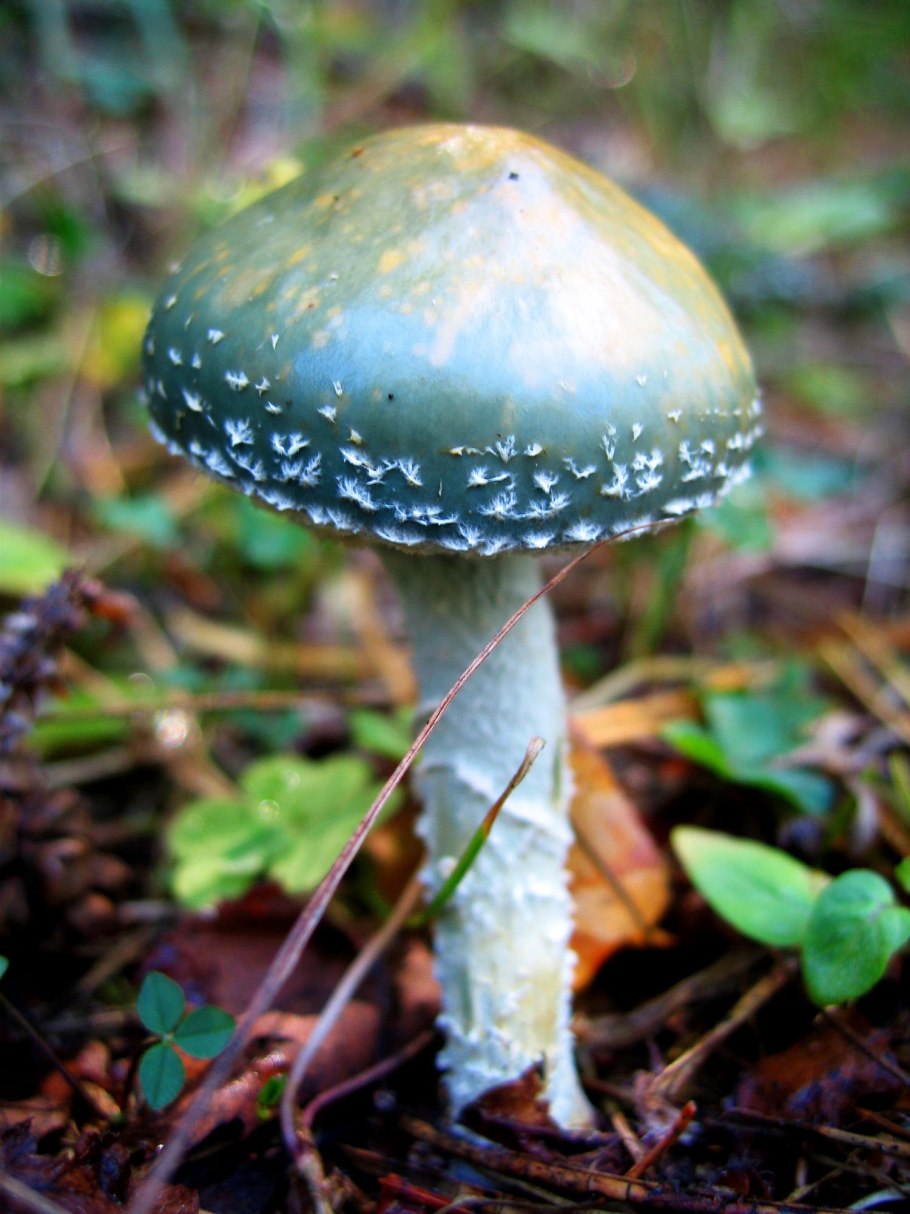 Гриб строфария сине зеленая ядовитый