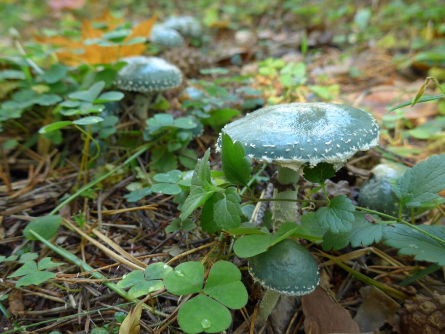 Строфария сине-зеленая