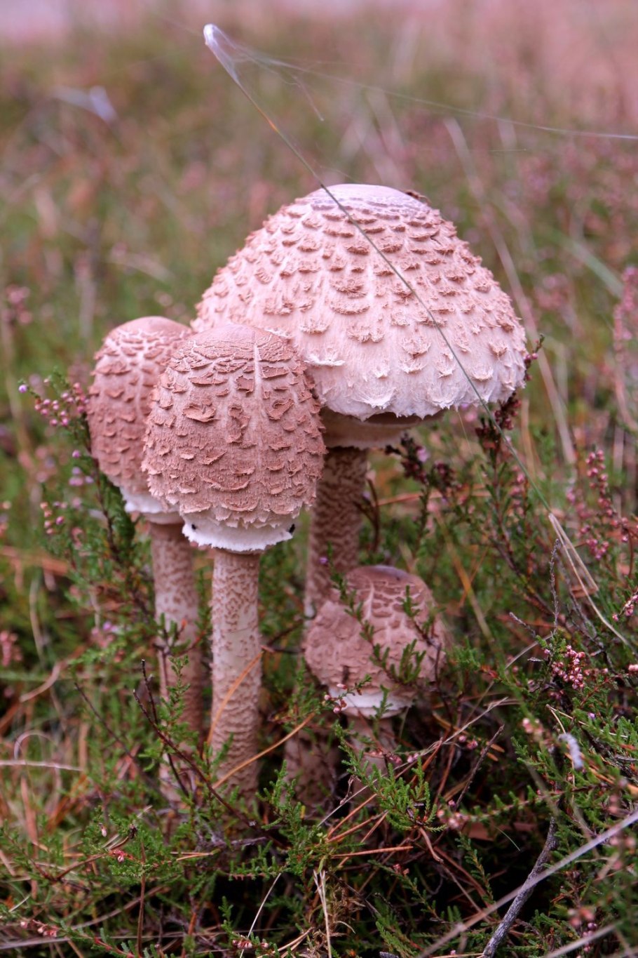 Гриб Amanita rubescens