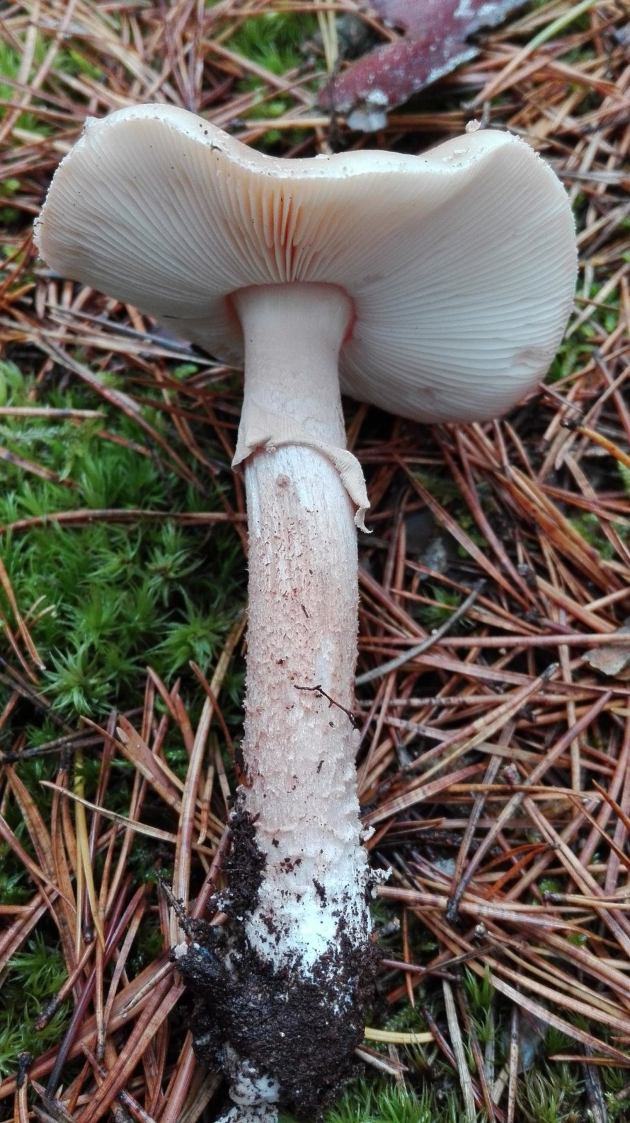 Гриб Amanita rubescens