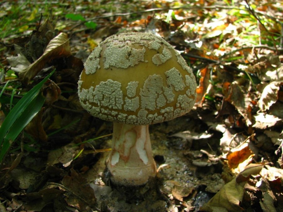 Розовый мухомор пантерный