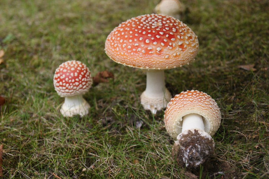 Мухомор серо-розовый Amanita rubescens