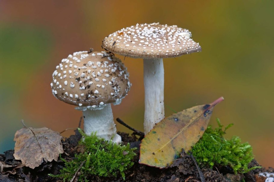 Мухомор белый (Amanita Verna)
