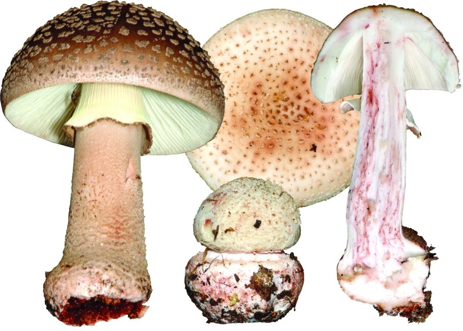 Мухомор порфировый Amanita Porphyria