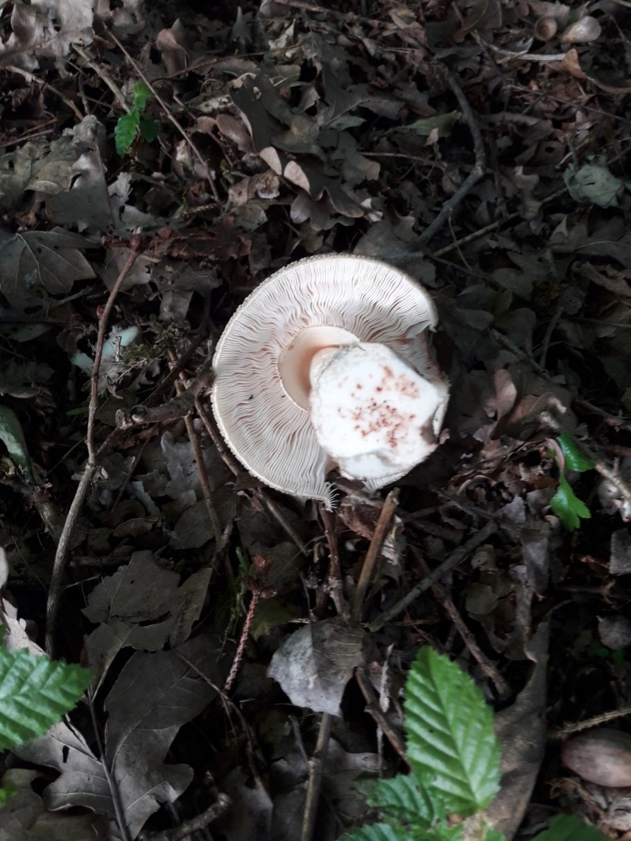 Мухомор серо-розовый съедобный