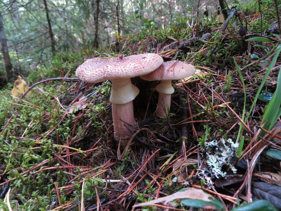 Гриб Amanita rubescens