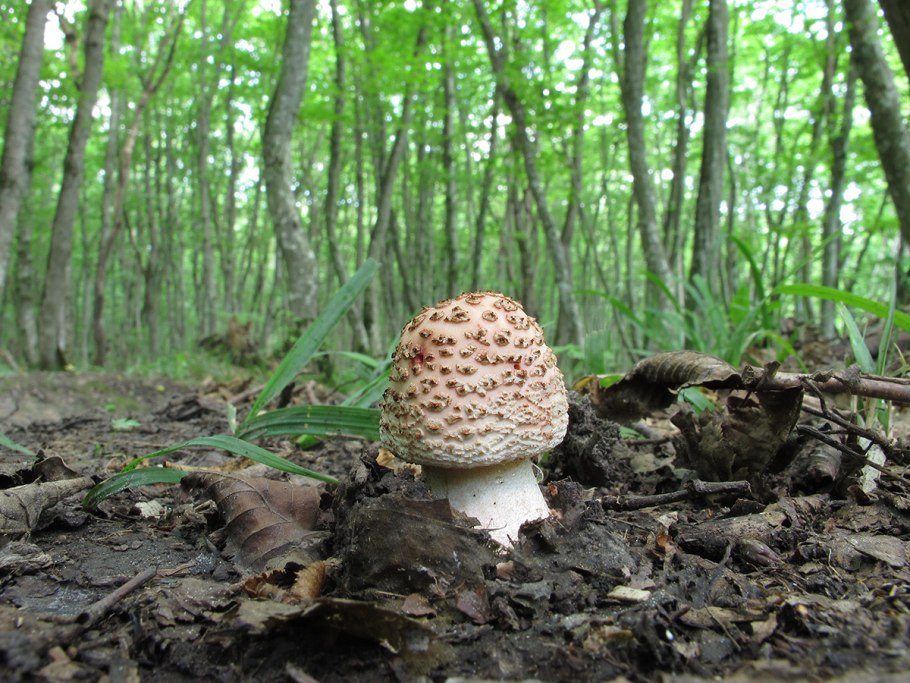 Amanita rubescens