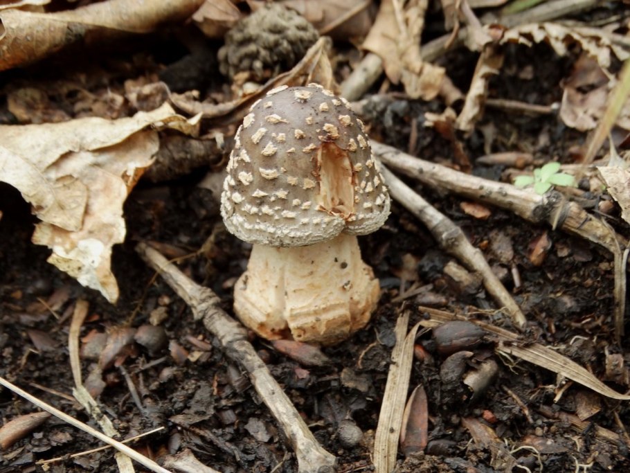 Гриб Amanita rubescens