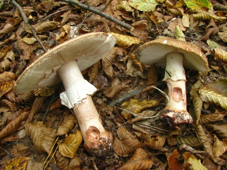 Гриб amanita rubescens