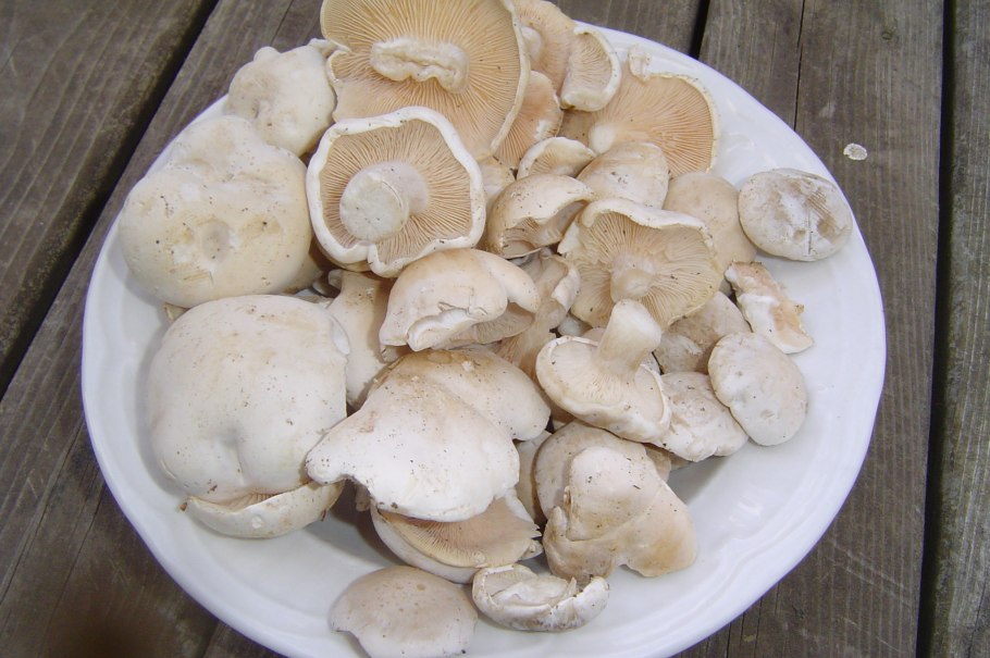 Кубышки грибы