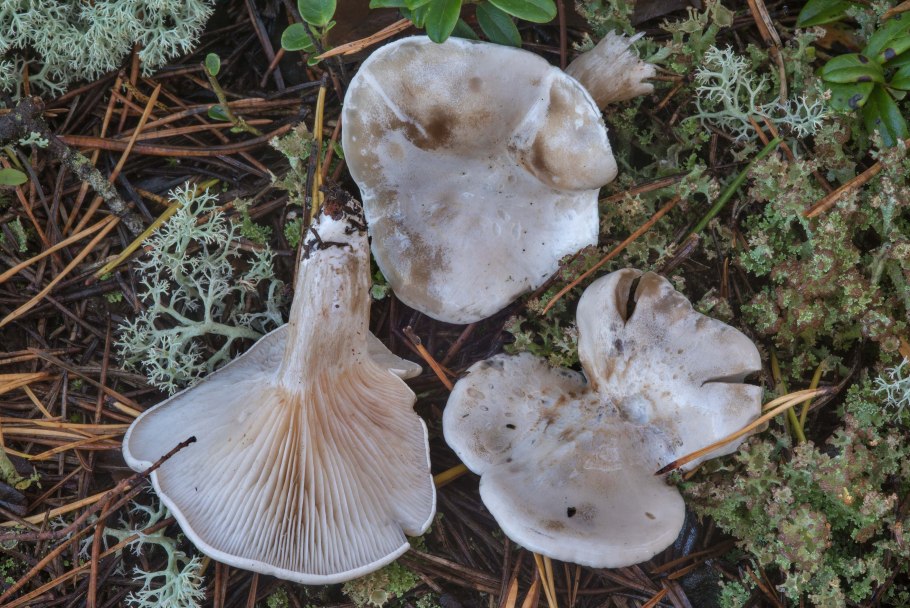 Говорушка беловатая (Clitocybe dealbata)