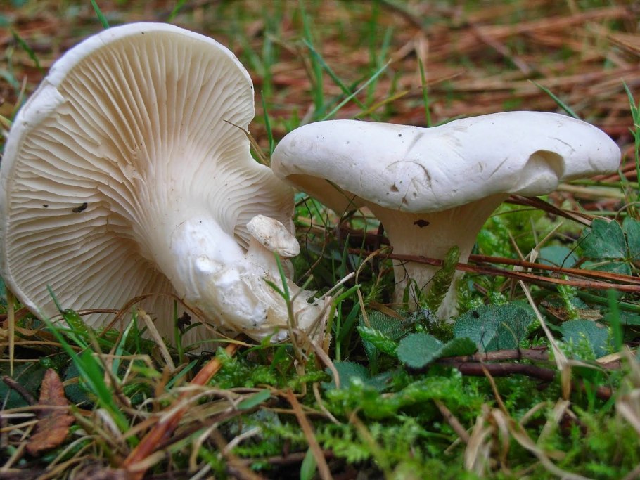 Роль гриба говорушки в природе и жизни