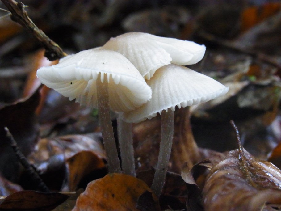Mycena viscidocruenta