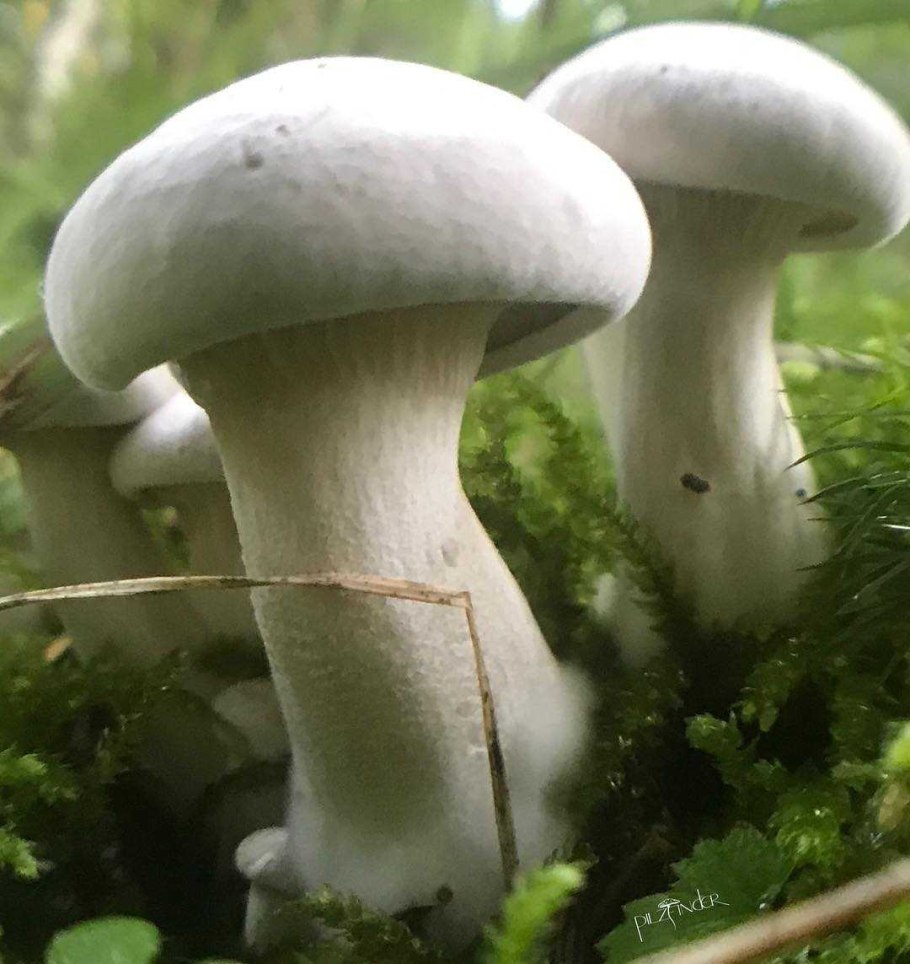 Ивишень гриб Clitopilus prunulus