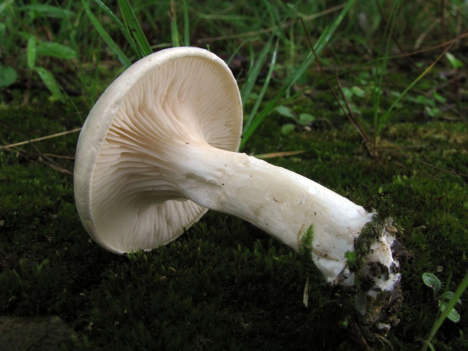 Ивишень (Clitopilus prunulus)